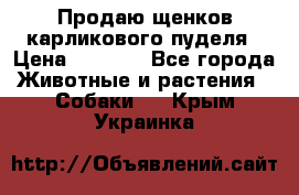 Продаю щенков карликового пуделя › Цена ­ 2 000 - Все города Животные и растения » Собаки   . Крым,Украинка